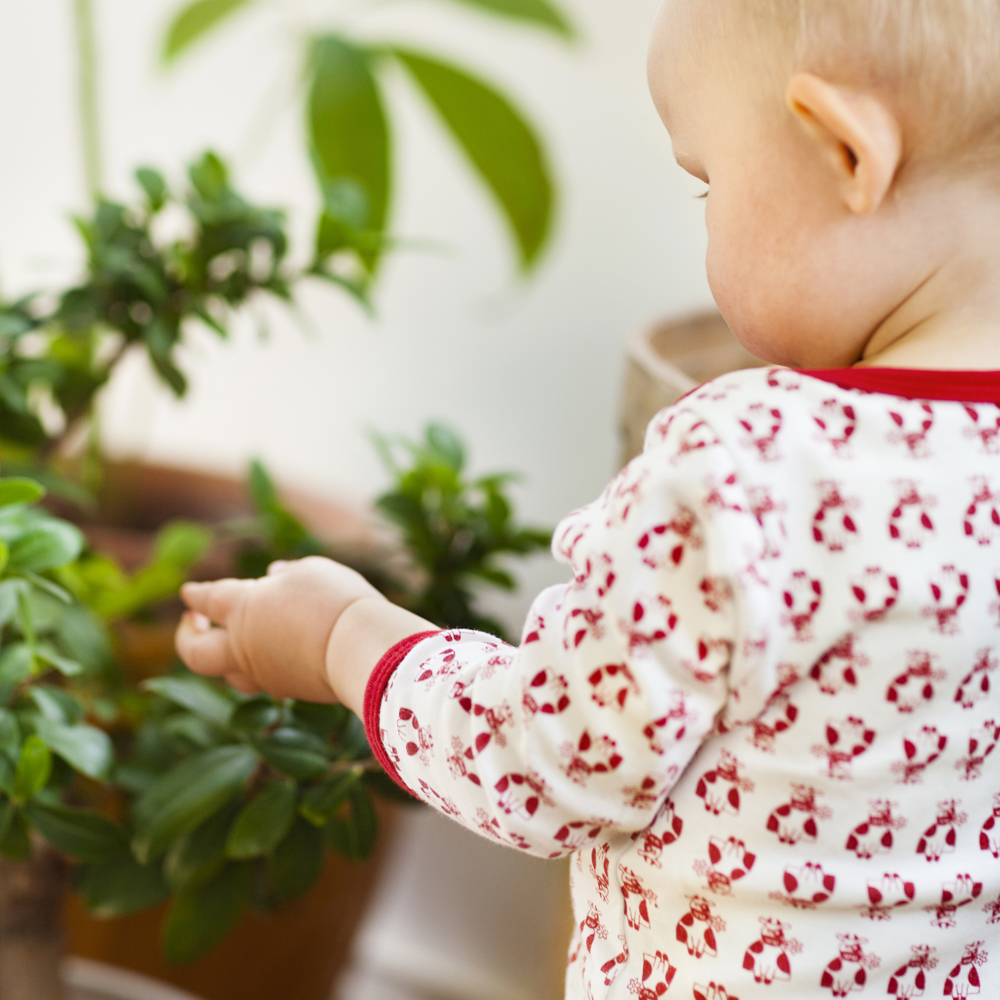 Ett litet barn står och pillar på en krukväxt. 