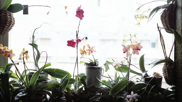 Orkidéer på rad i ett fönster med vackra blommor i rosa och aprikost
