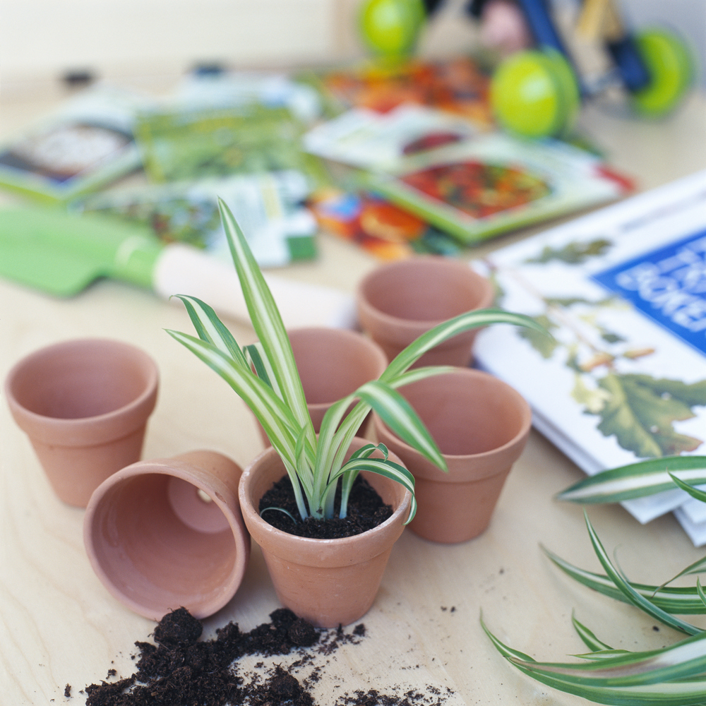 En ampellilja som planteras i en kruka. 