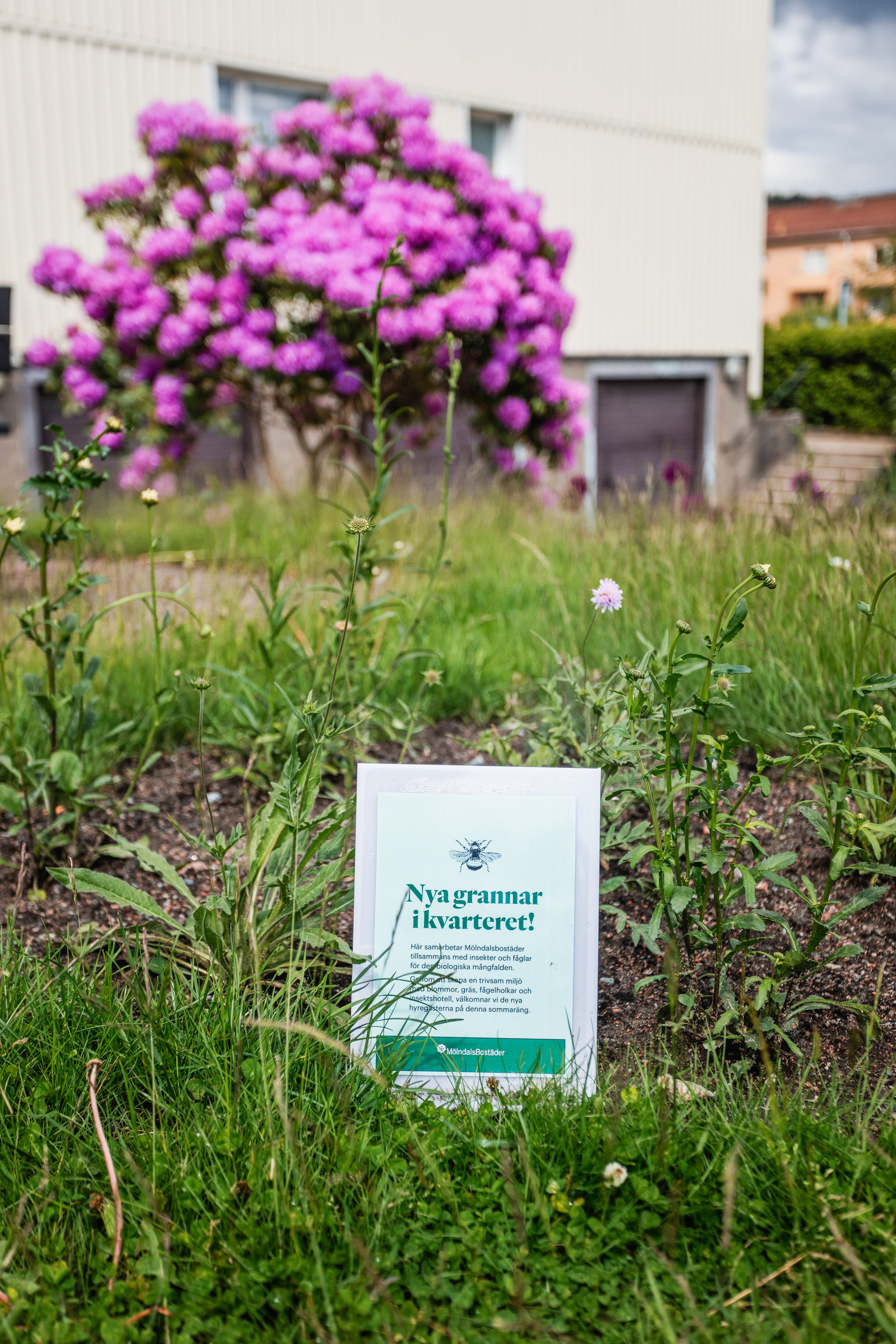 Blomsteräng med en en skylt med texten Nya grannar i kvarteret. 