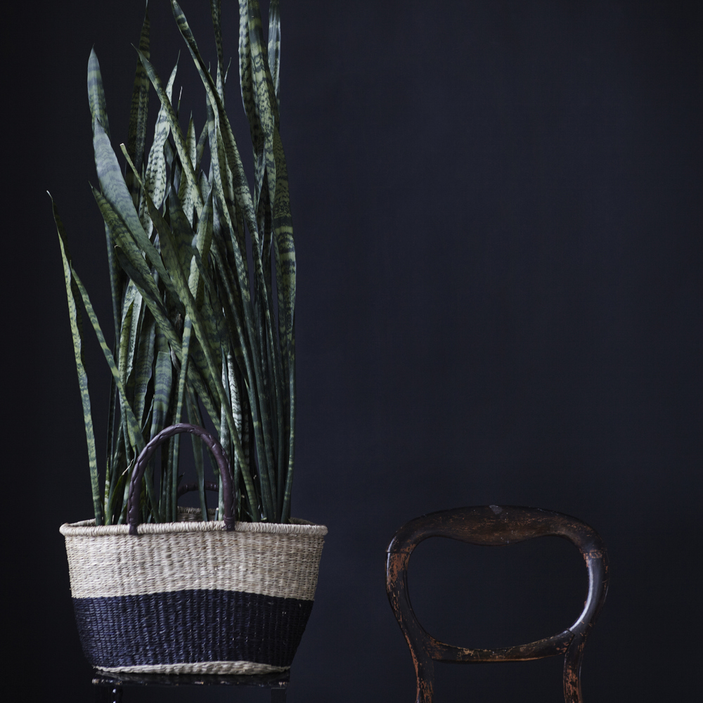 Två stora krukväxter med Svärmorstunga placerade tillsammans i en korg som kruka