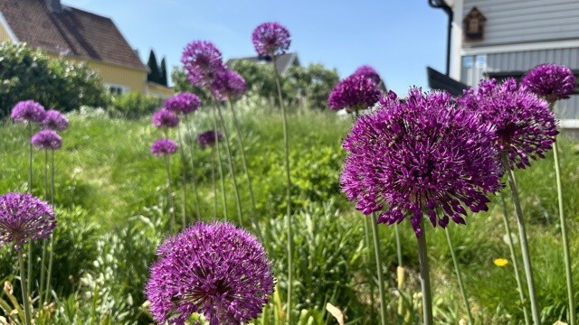Lila bollformade stora blommor i närbild