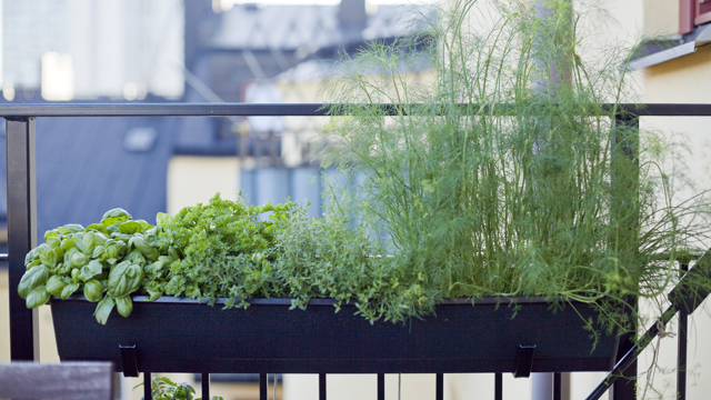 Örtkryddor i en blomsterlåda på insidan av ett balkongräcke.