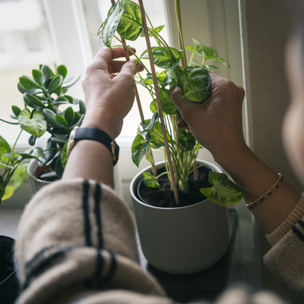 En kvinna pysslar om sina krukväxter. 